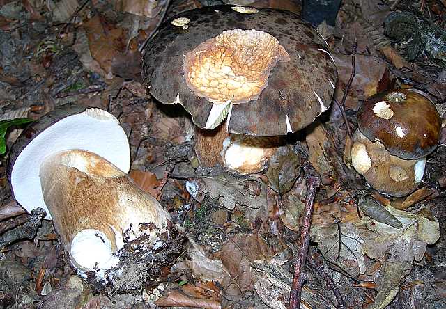 2005 :  Un anno di funghi